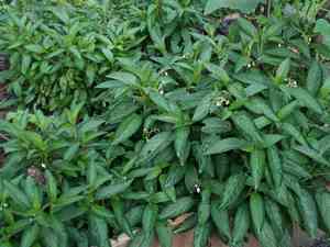 Pepino(Solanum muricatum)