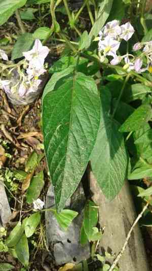 Pepino(Solanum muricatum)