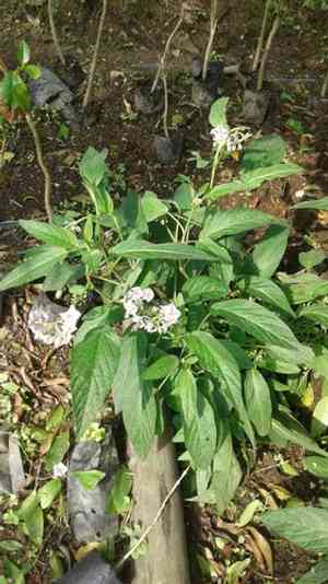 Pepino(Solanum muricatum)