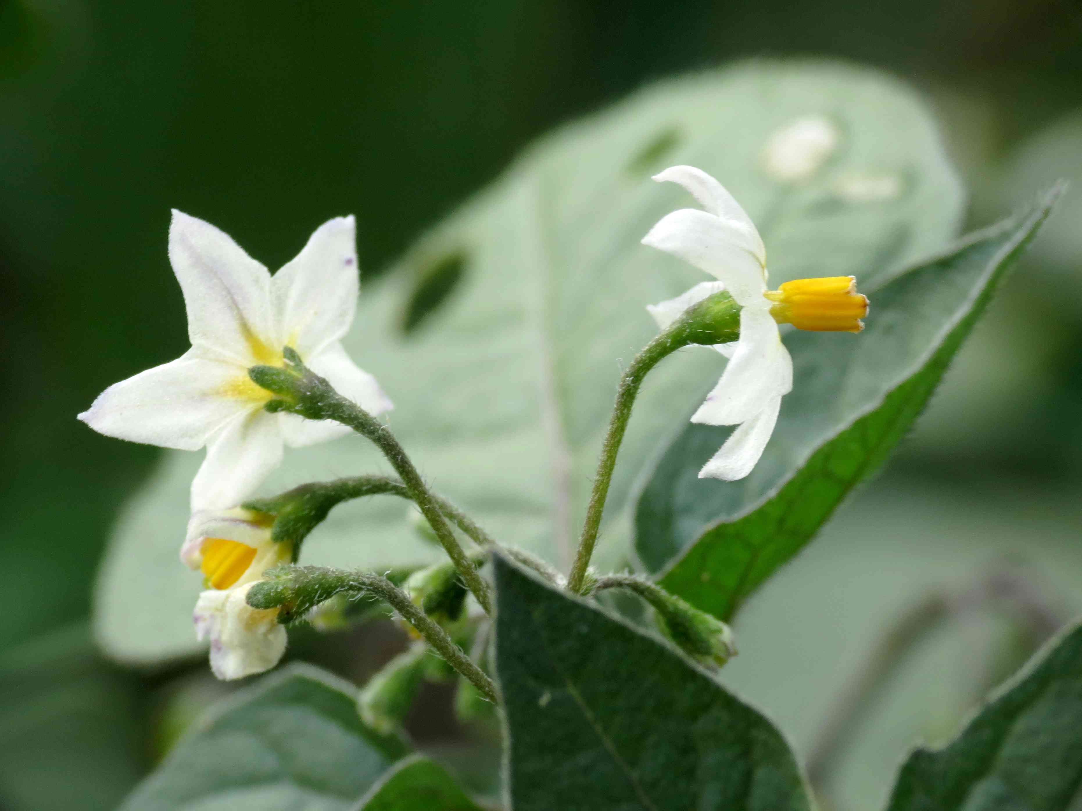 Black nightshade(Solanum nigrum)