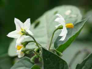 Black nightshade(Solanum nigrum)