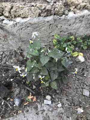 Black nightshade(Solanum nigrum)