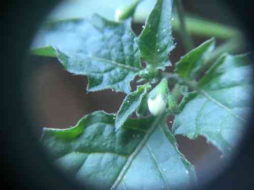 Black nightshade(Solanum nigrum)