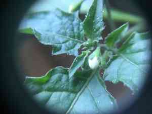 Black nightshade(Solanum nigrum)