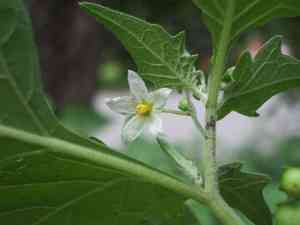 Black nightshade(Solanum nigrum)
