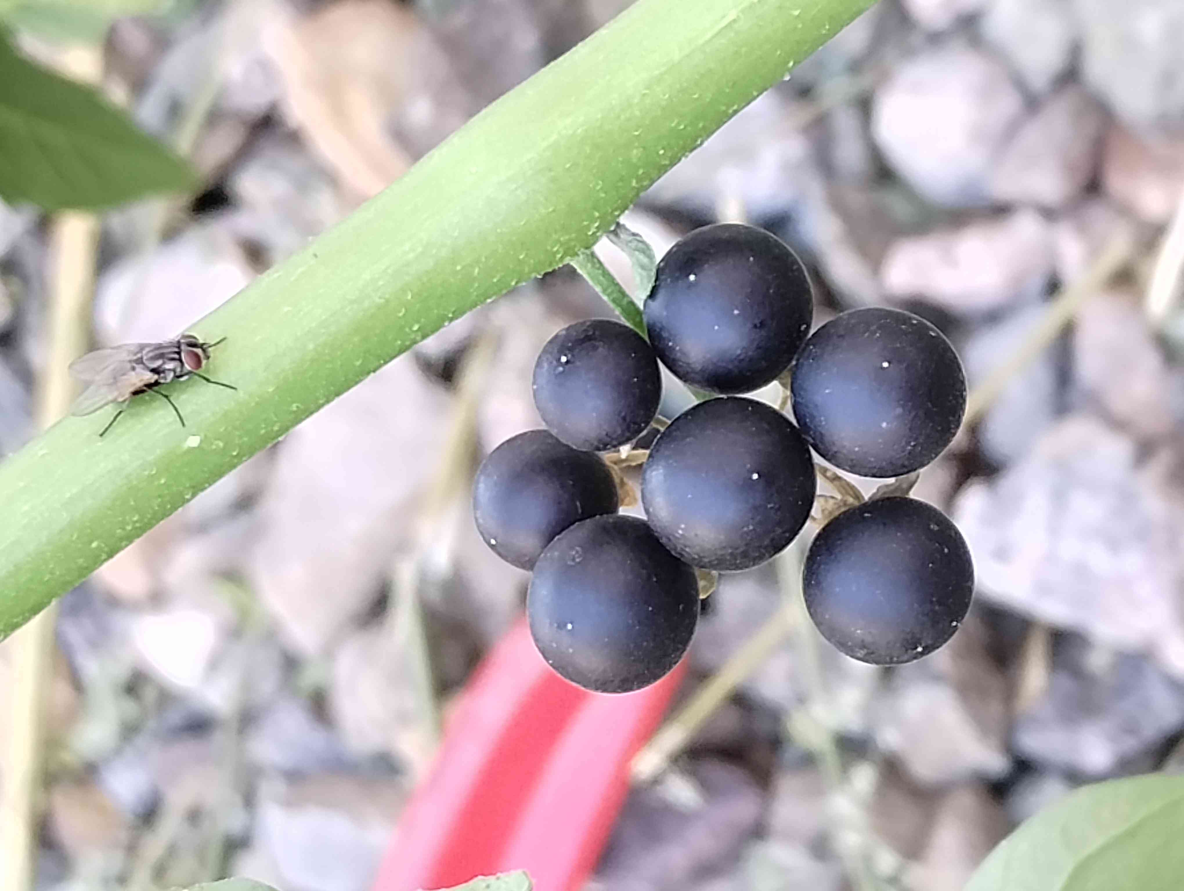 Black nightshade(Solanum nigrum)