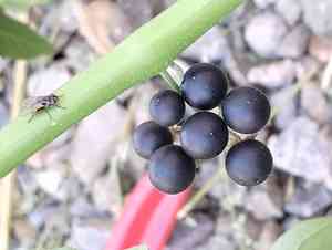 Black nightshade(Solanum nigrum)
