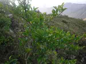 Forest nightshade(Solanum nudum)