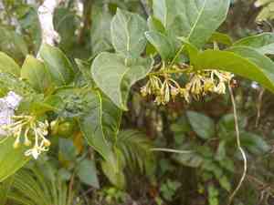 Forest nightshade(Solanum nudum)