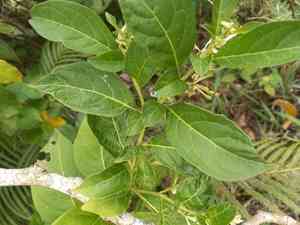 Forest nightshade(Solanum nudum)