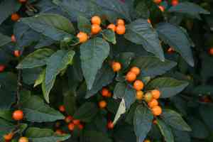 Jerusalem cherry(Solanum pseudocapsicum)