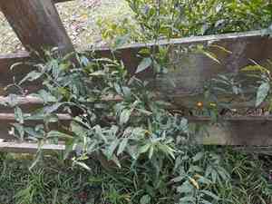 Jerusalem cherry(Solanum pseudocapsicum)