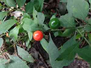 Jerusalem cherry(Solanum pseudocapsicum)