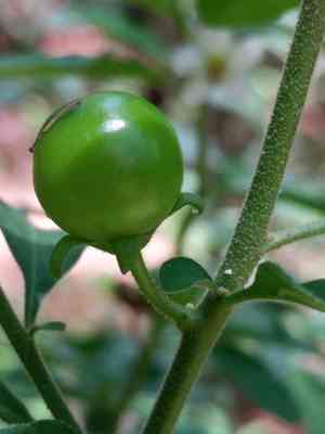 Jerusalem cherry(Solanum pseudocapsicum)