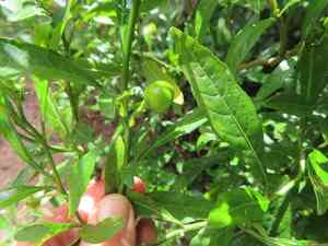 Jerusalem cherry(Solanum pseudocapsicum)