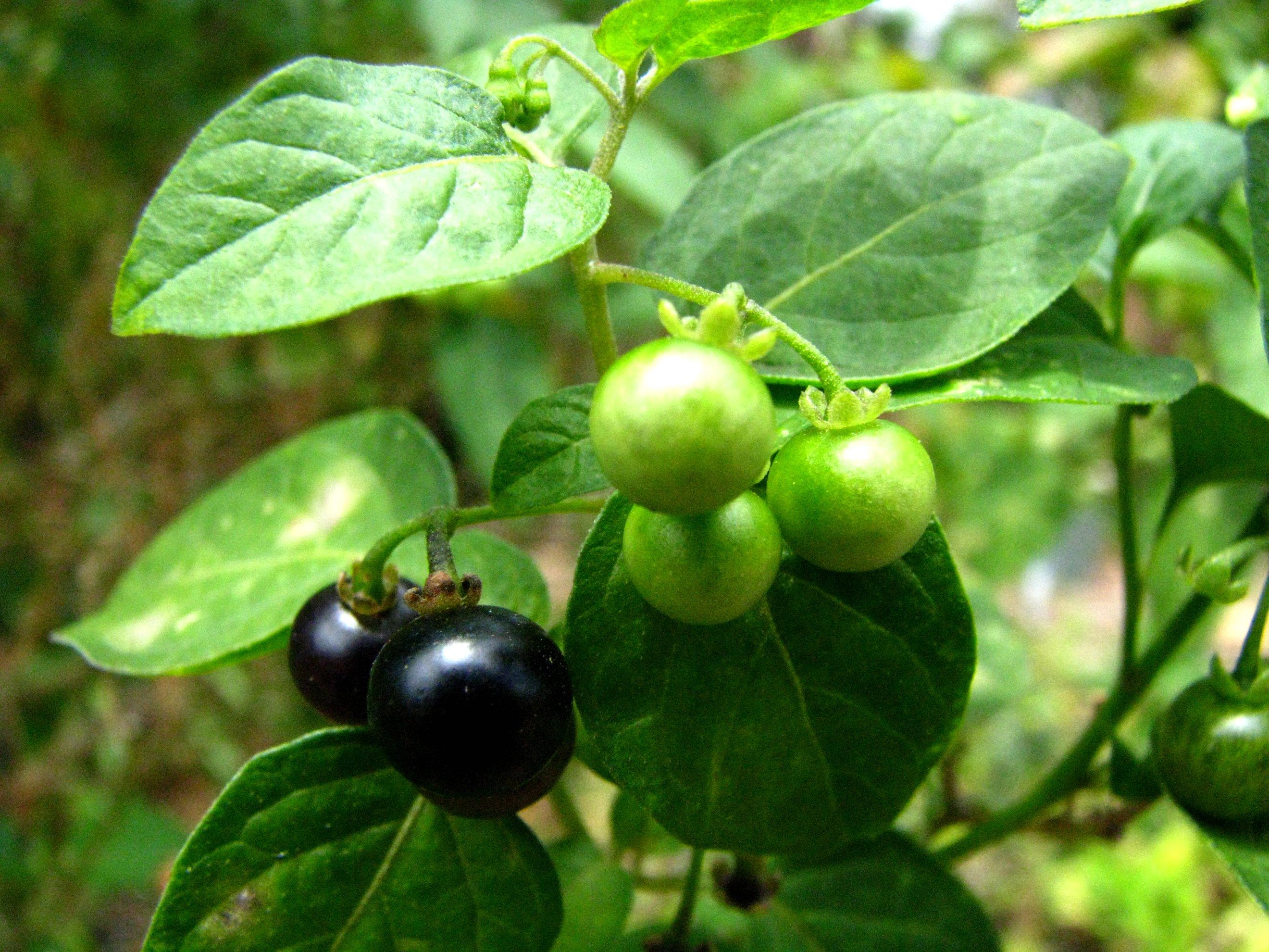 Black nightshade (Solanum ptychanthum) Care Guide: Pests, Diseases ...