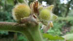 Quito orange(Solanum quitoense)