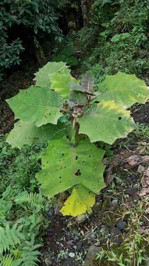 Quito orange(Solanum quitoense)