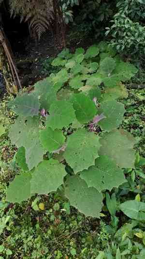 Quito orange(Solanum quitoense)