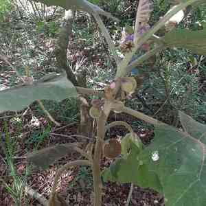 Quito orange(Solanum quitoense)