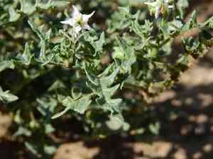 Cutleaf nightshade(Solanum triflorum)