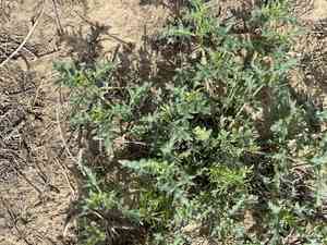 Cutleaf nightshade(Solanum triflorum)