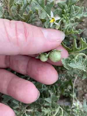 Cutleaf nightshade(Solanum triflorum)