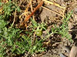 Cutleaf nightshade(Solanum triflorum)