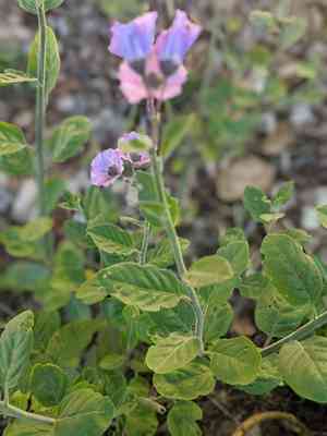 Bluewitch nightshade(Solanum umbelliferum)