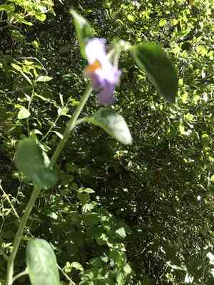 Bluewitch nightshade(Solanum umbelliferum)