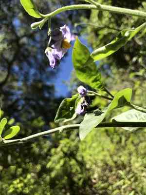 Bluewitch nightshade(Solanum umbelliferum)