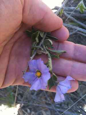 Bluewitch nightshade(Solanum umbelliferum)
