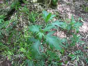 Nightshades (Solanum)(Solanum)