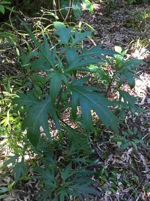 Nightshades (Solanum)(Solanum)