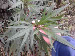 Nightshades (Solanum)(Solanum)