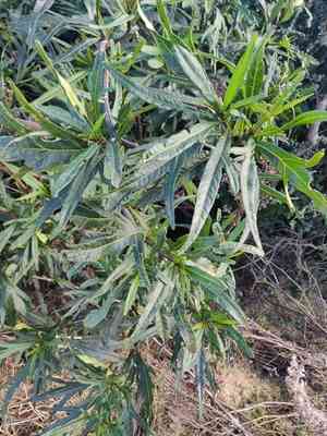 Nightshades (Solanum)(Solanum)