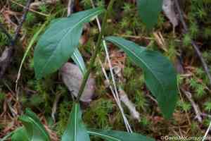 Silverrod(Solidago bicolor)