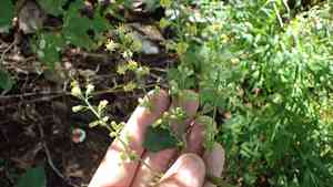 Silverrod(Solidago bicolor)