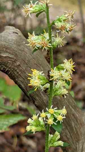 Silverrod(Solidago bicolor)