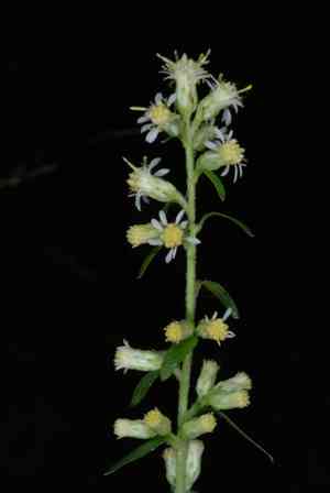 Silverrod(Solidago bicolor)