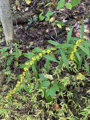 Bluestem goldenrod(Solidago caesia)