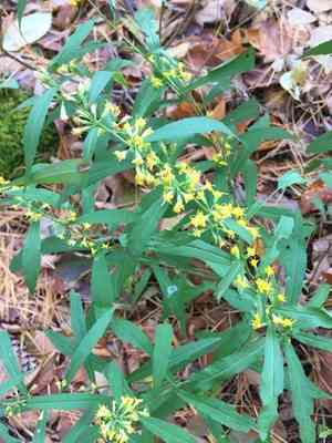 Bluestem goldenrod(Solidago caesia)