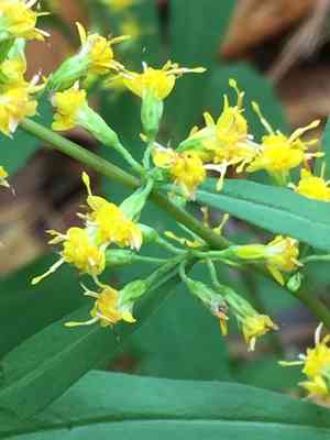 Bluestem goldenrod(Solidago caesia)