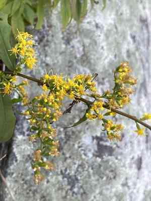 Bluestem goldenrod(Solidago caesia)
