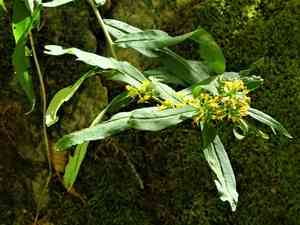 Bluestem goldenrod(Solidago caesia)