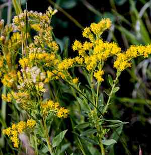 Canada goldenrod(Solidago canadensis)