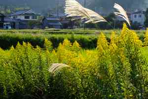 Canada goldenrod(Solidago canadensis)