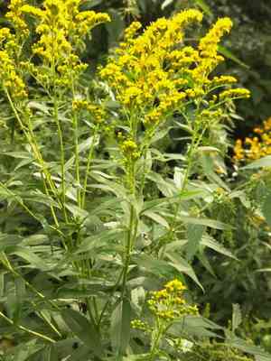 Canada goldenrod(Solidago canadensis)