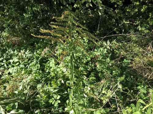 Canada goldenrod(Solidago canadensis)