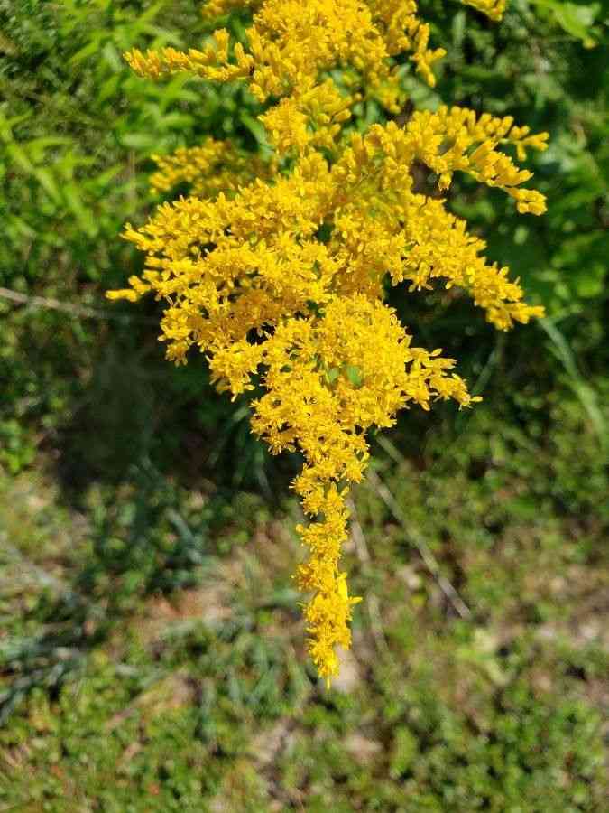 Canada goldenrod(Solidago canadensis)